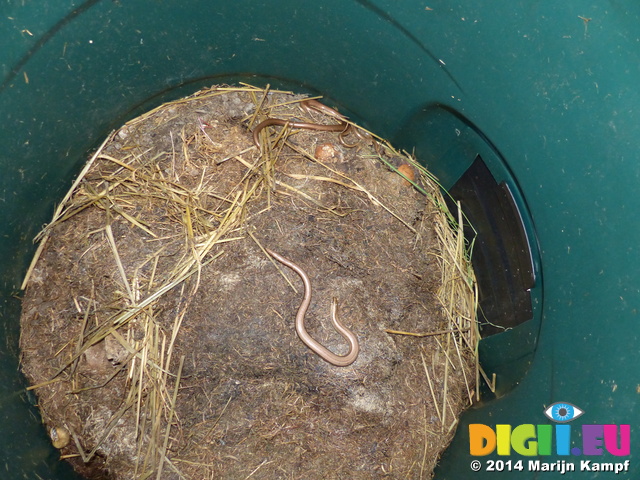 FZ004539 Three slow worms in compost heap